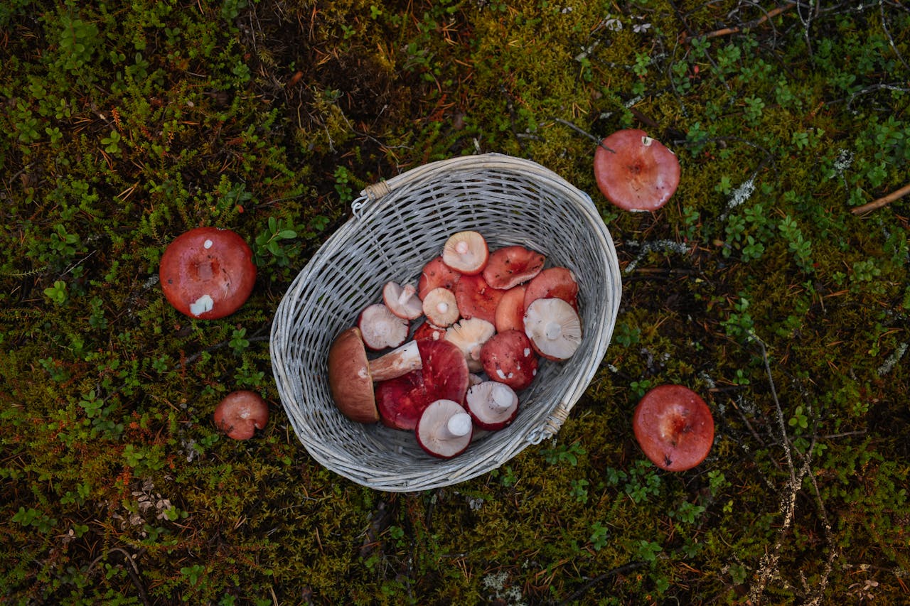What are the best spots for spring mushroom foraging?